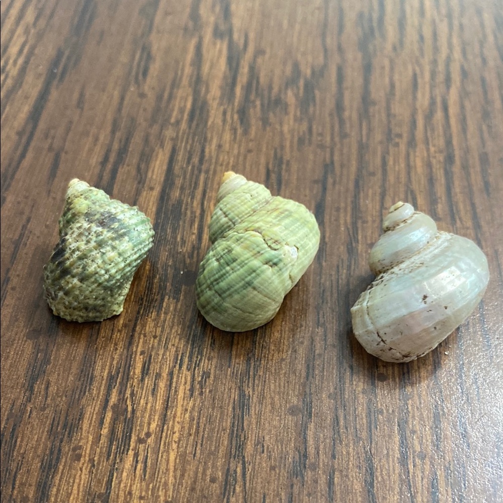 “5/$20” lot of three hermit crab shells O shaped .5 inch openings